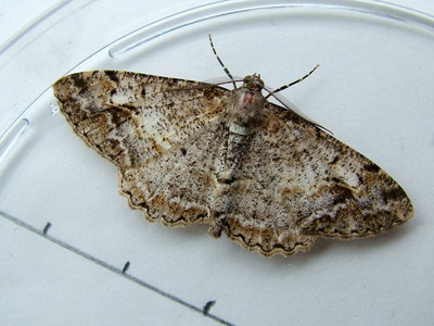 Mottled Beauty